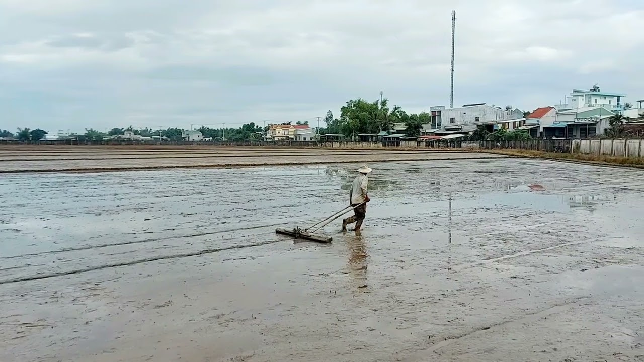Kéo bừa sạ lúa(khánhvov).