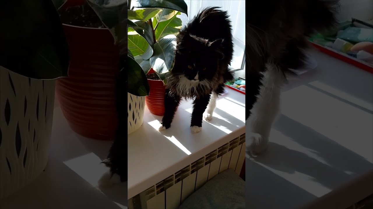 Вже би на ньому лежала і спала, весь час😸 
