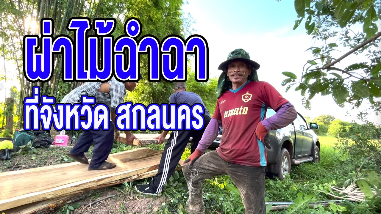 ผ่าไม้ฉำฉาที่จังหวัดสกลนคร