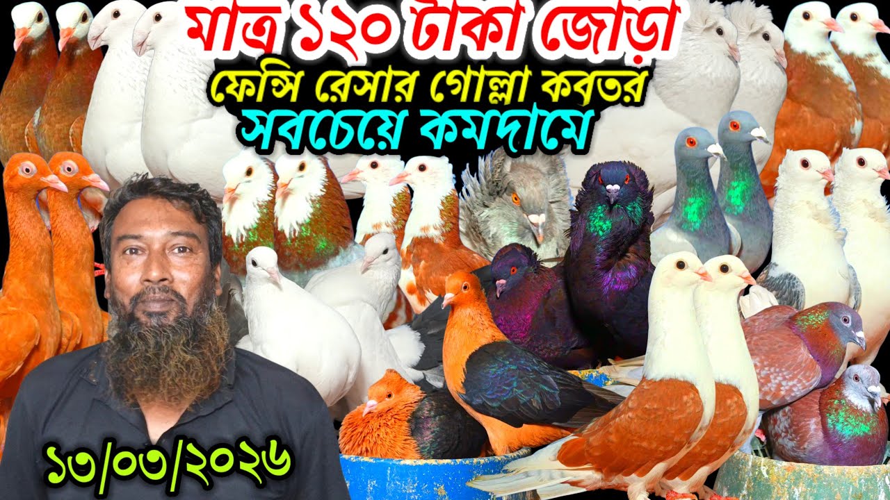 মাত্র ১২০ টাকা জোড়া ফেন্সি রেসার গোল্লা গিরিবাজ কবুতর বিক্রি হবে সবচেয়ে কমদামে দেশি বিদেশি কবুতর