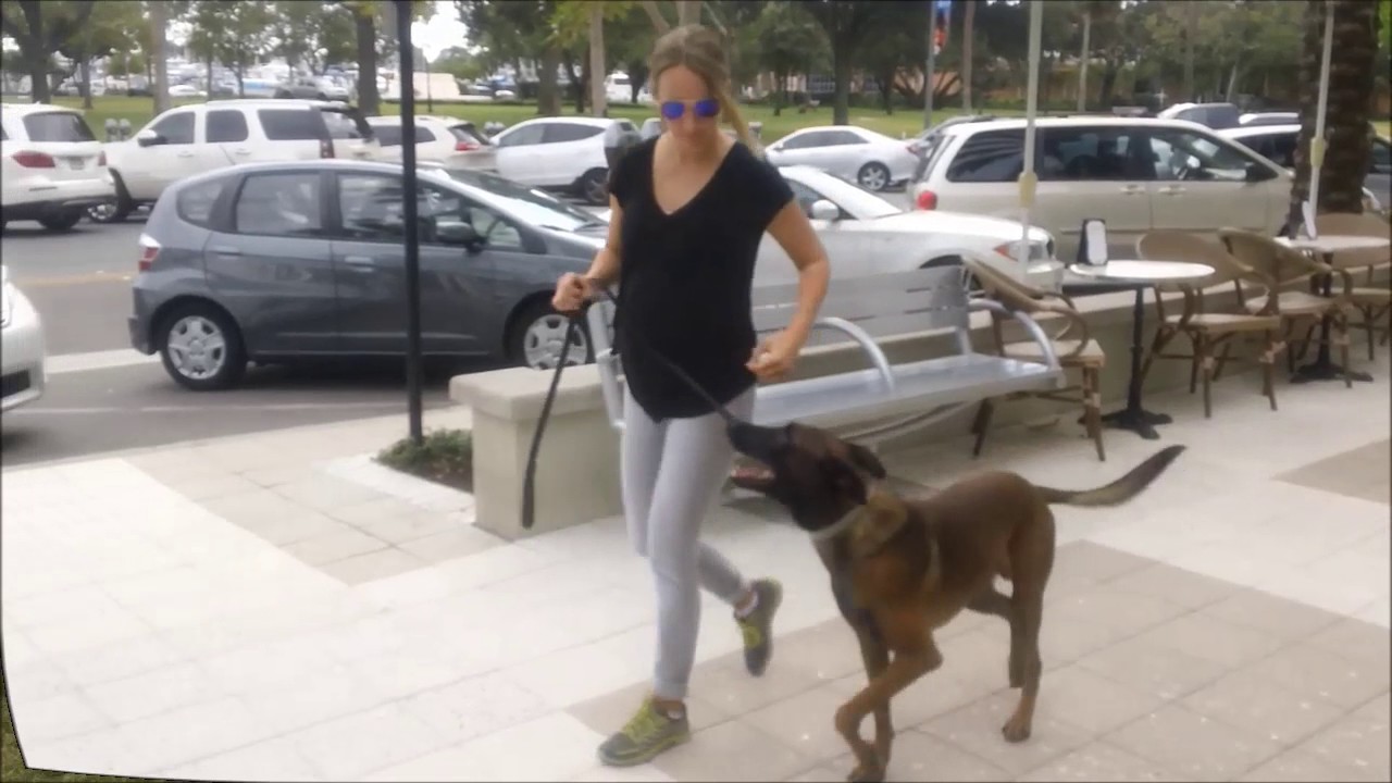 Personal Protection Dogs Tampa Bay | The Doghouse, LLC