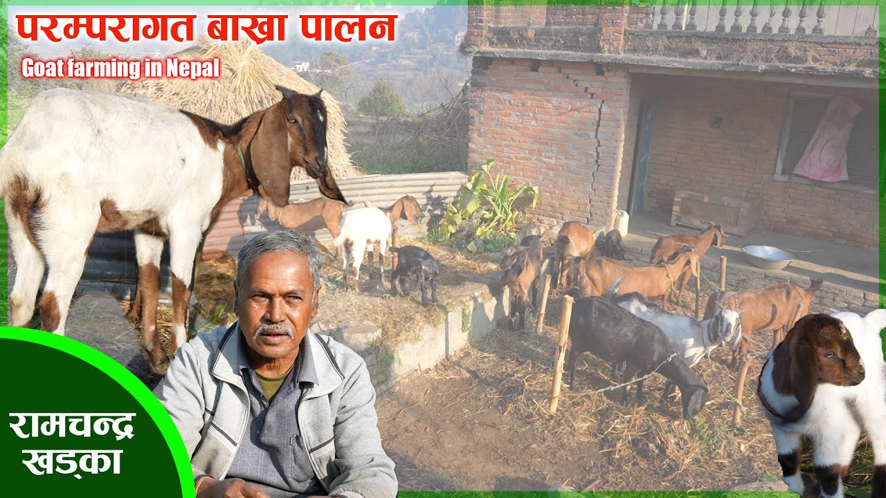 परम्परागत बाख्रा पालन व्यवसाय ताँथली भक्तपुर ll GOAT FARMING IN NEPAL ll RAMCHANDRA KHADKA