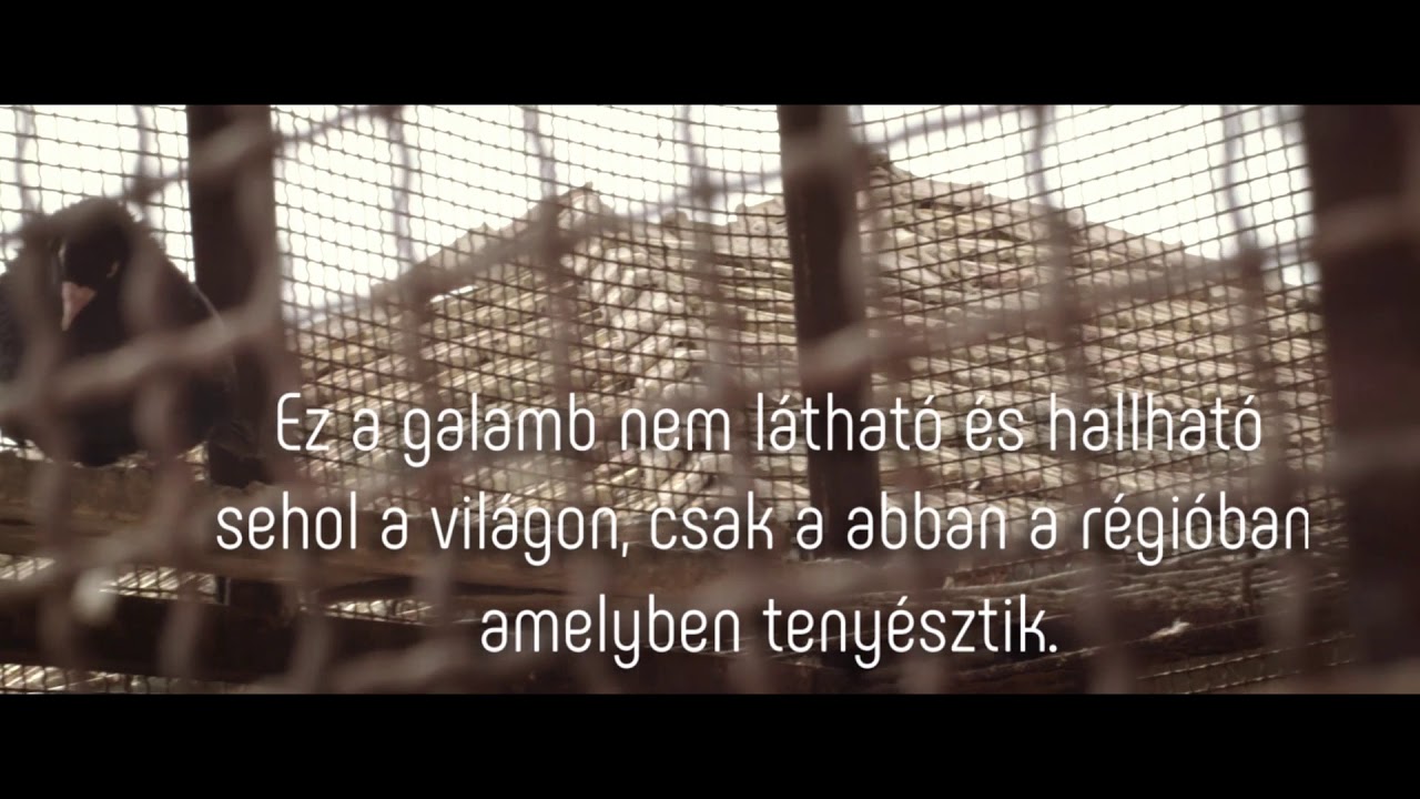 Palamarcai galamb &ndash; Dokumentumfilm