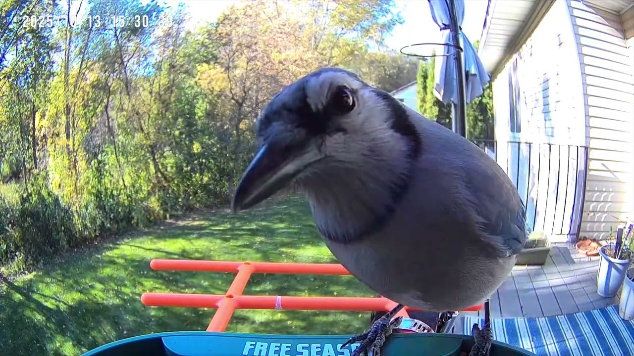 Assembling Free Season Bird Cam Feeder