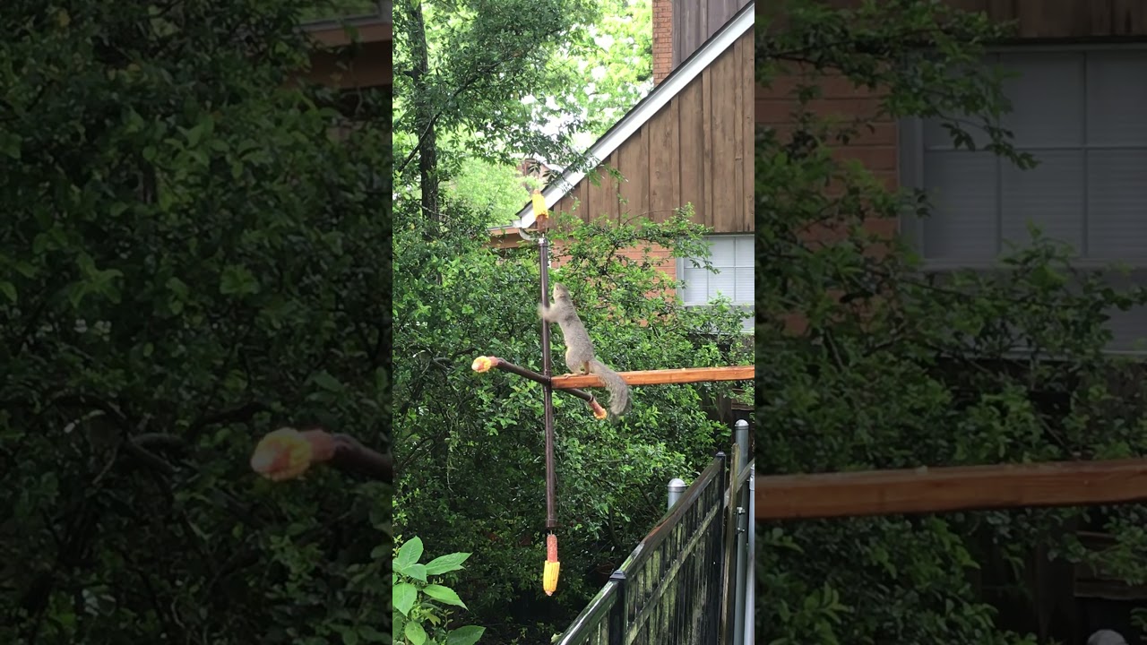 New squirrel can’t seem to get the treat