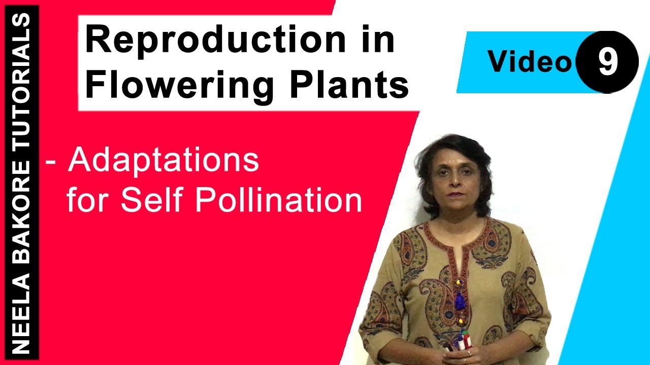 Reproduction in Flowering Plants | NEET | Adaptations for Self Pollination | Neela Bakore Tutorials