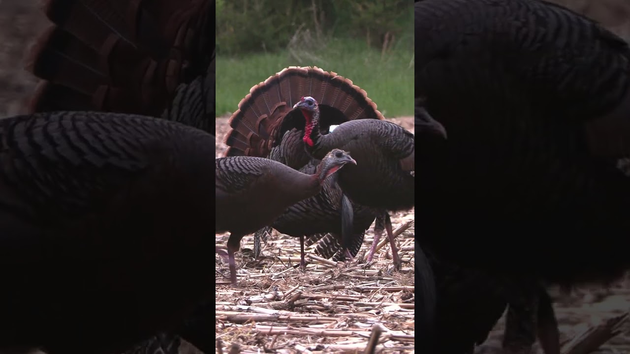 When Does Turkey Season Open in Your State?