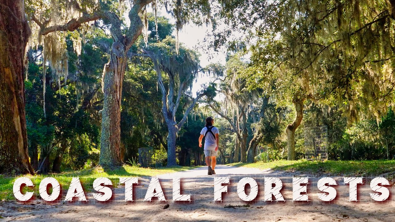 Amazing Nature on America's Atlantic Coastline | Maritime Forest Explained