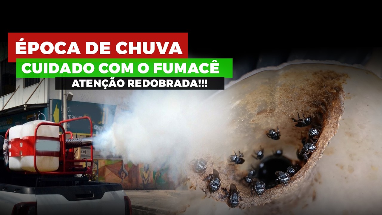 🚨 Carro do Fumacê na Época de Chuva? Proteja Suas Abelhas Sem Ferrão AGORA!