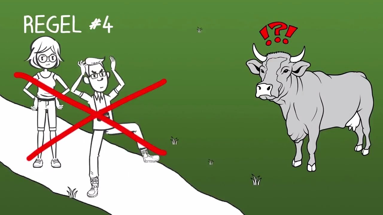 Überlebens-Tipps für Wanderer: Falls Sie eine Kuh angreift - So verhalten Sie sich richtig