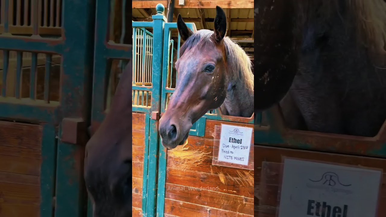 Smart horse🐎🐎#horse#horsevideo #funnyhorse#fyp