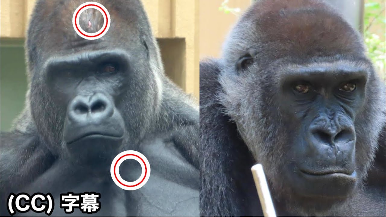 Момотаро ранен, но Генки приходит ему на помощь. Лучшая пара горилл. Семья Момотаро