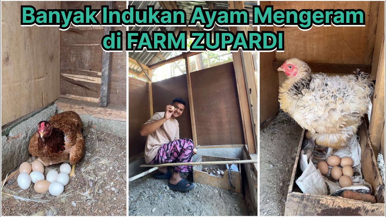 Musim indukan ayam mengeram di FARM ZUPARDI