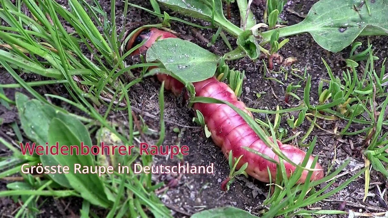 Weidenbohrer Raupe | Gr&ouml;sste Raupe in Deutschland