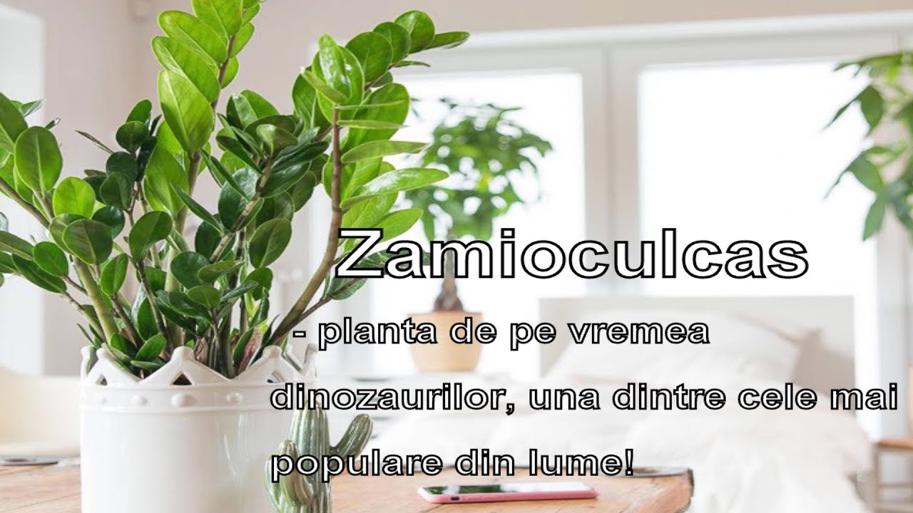Zamioculcas -planta dinozaur cea mai populara din lume!