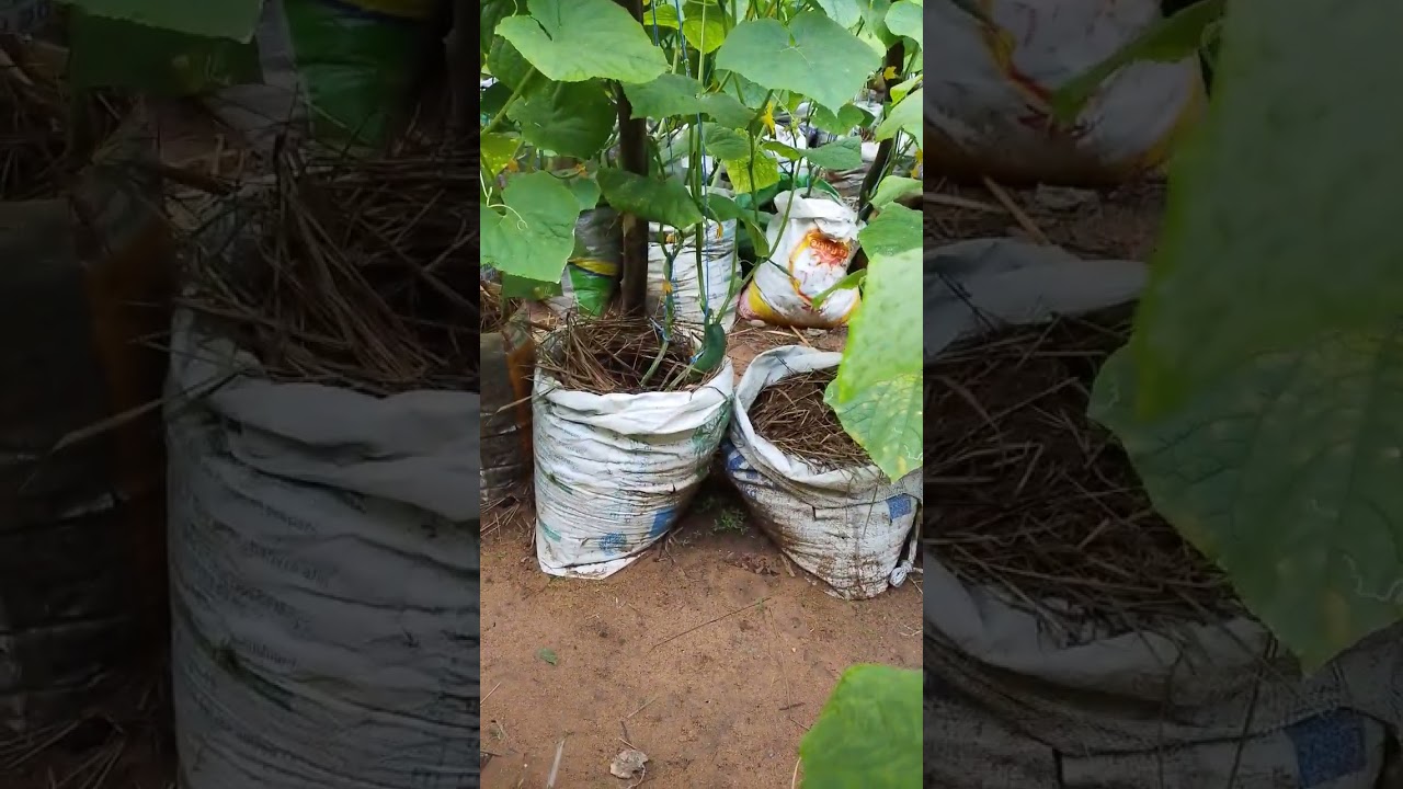 29 jour après semie les plantes de comcombre Tokyo F1 sont en train de produit 