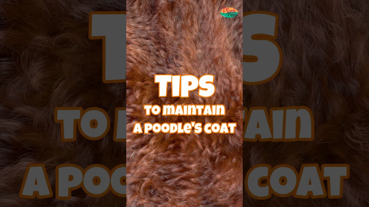 Tips to maintain a poodle's coat