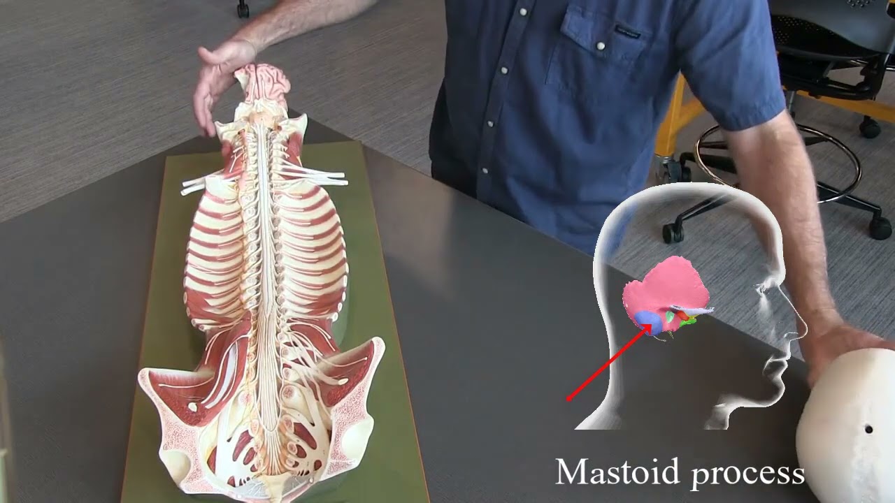 Somso Models- Skeletal spine