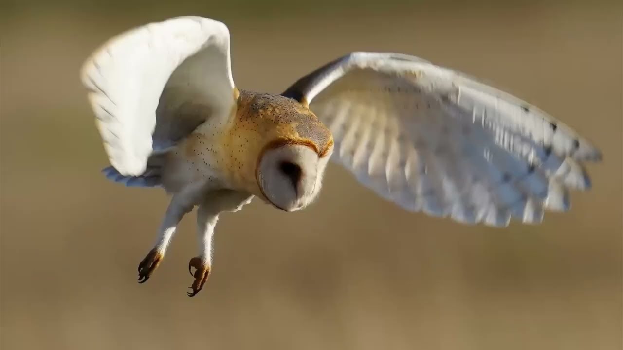 Barn owls 🦉 at rspb wallasea island