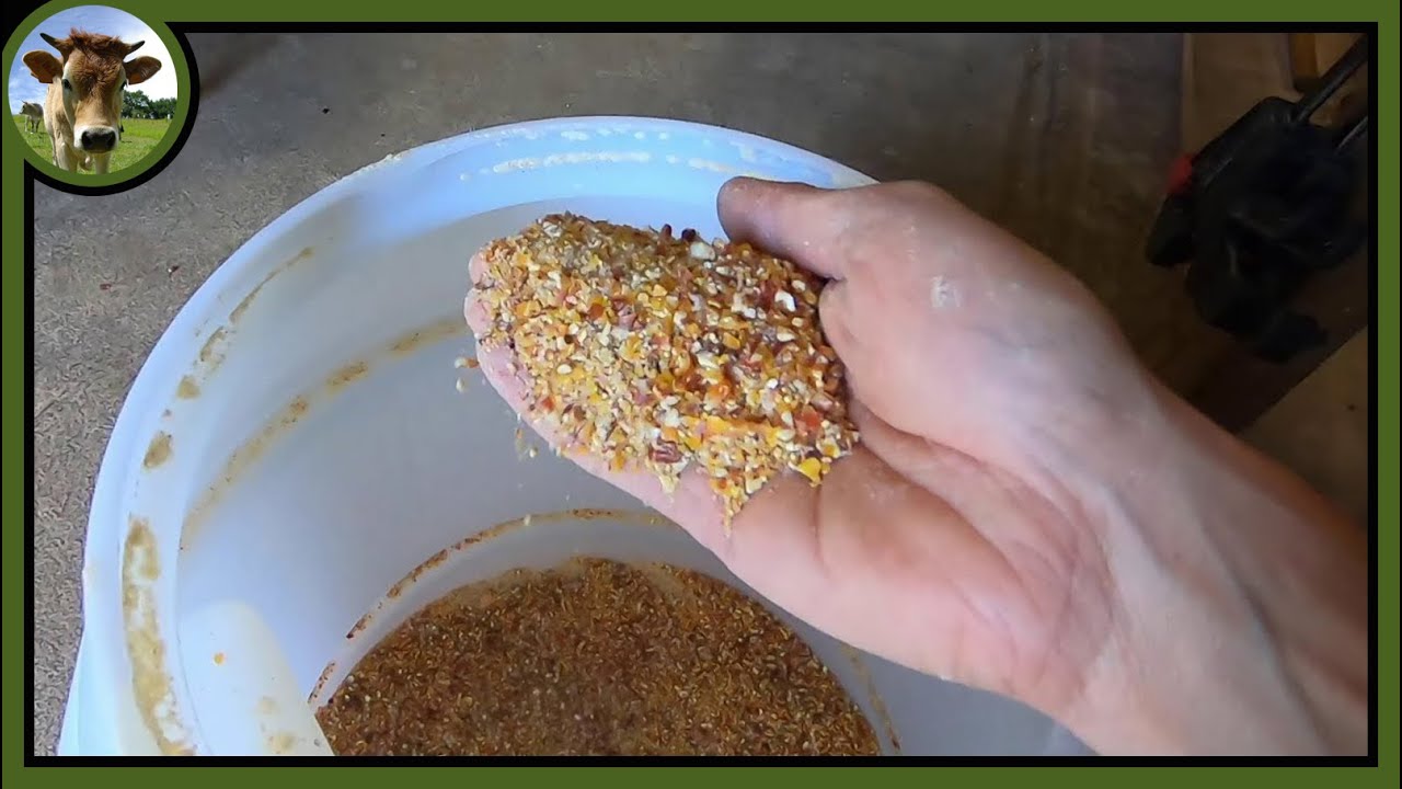 Concassage du maïs pour les poulets et mélange pour poussins
