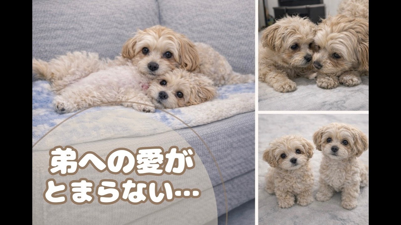 ２歳マルプーが弟をたくさん可愛がるとある日