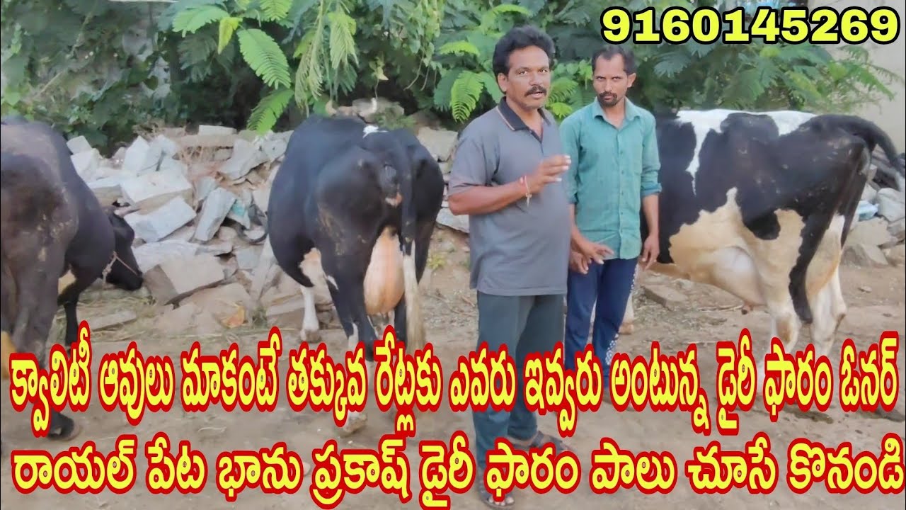 క్వాలిటీ ఆవులు మాకంటే తక్కువ రేట్లకు ఎవ్వరూ ఇవ్వరు రాయలపేట భాను ప్రకాష్ డైరీ ఓనర్ #rktelugutravaller