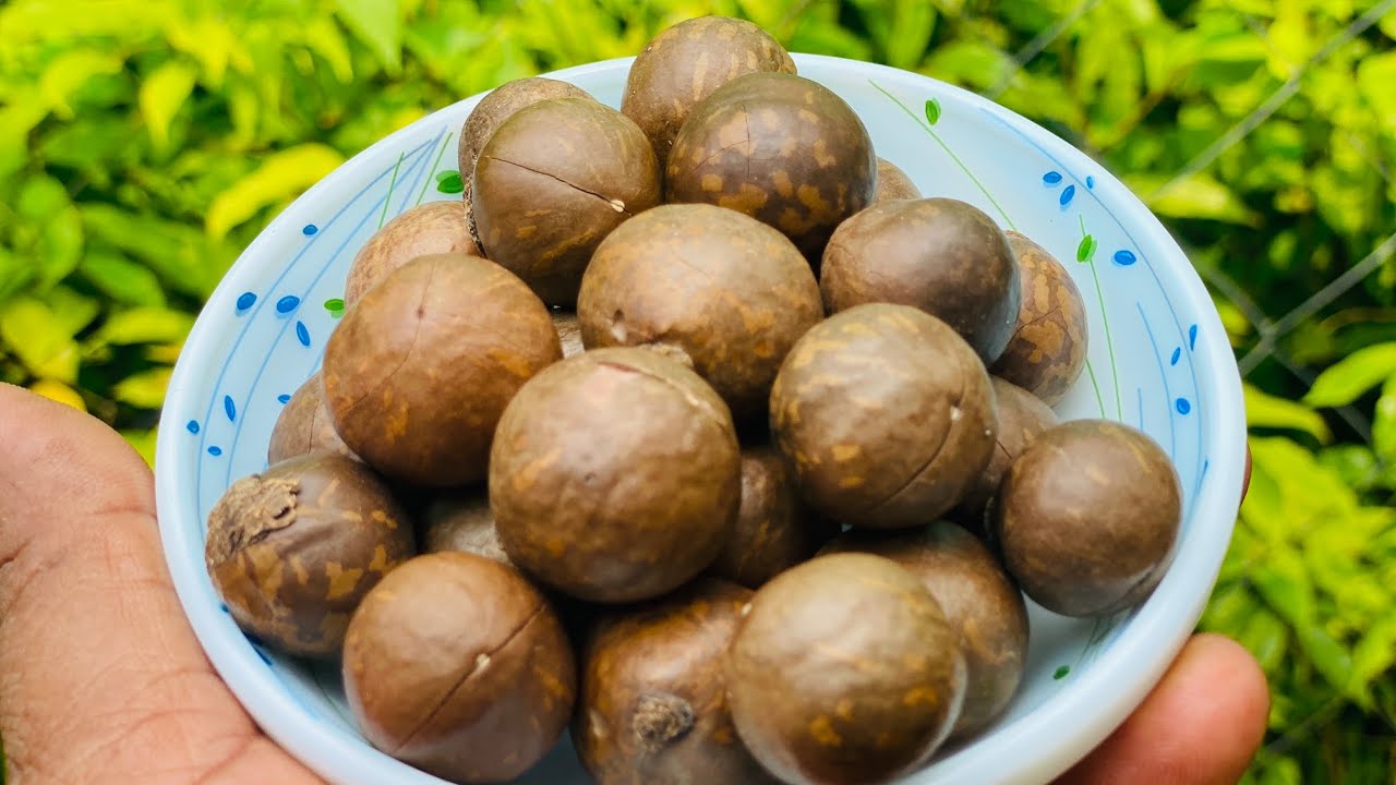 കേരളത്തിൽ തരംഗമായിക്കൊണ്ടിരിക്കുന്ന ഡ്രൈ ഫ്രൂട്ട് | MACADAMIA