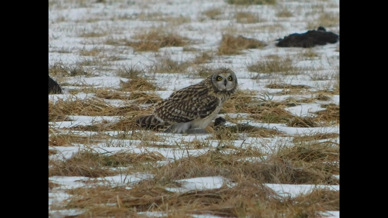 Hit! Sowa błotna poluje i tokuje pod Bydgoszczą