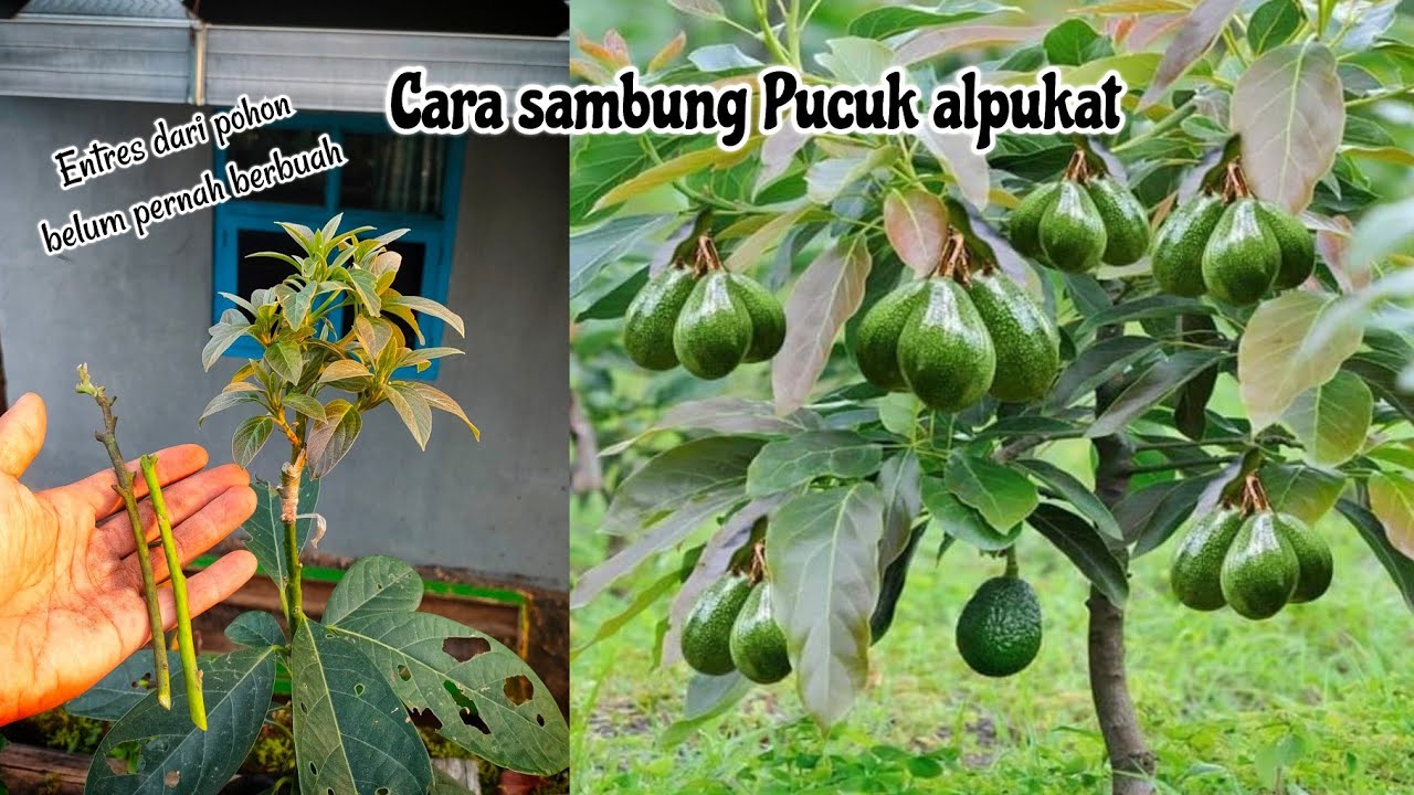 PASTI BERHASIL Cara sambung pucuk Alpukat yang benar