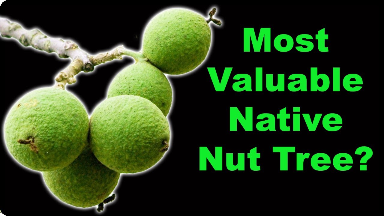Black Walnut Facts that Will Surprise You!