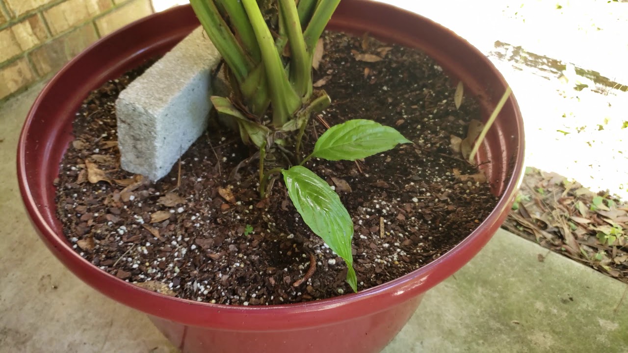 What's happening to my Bat Plant?