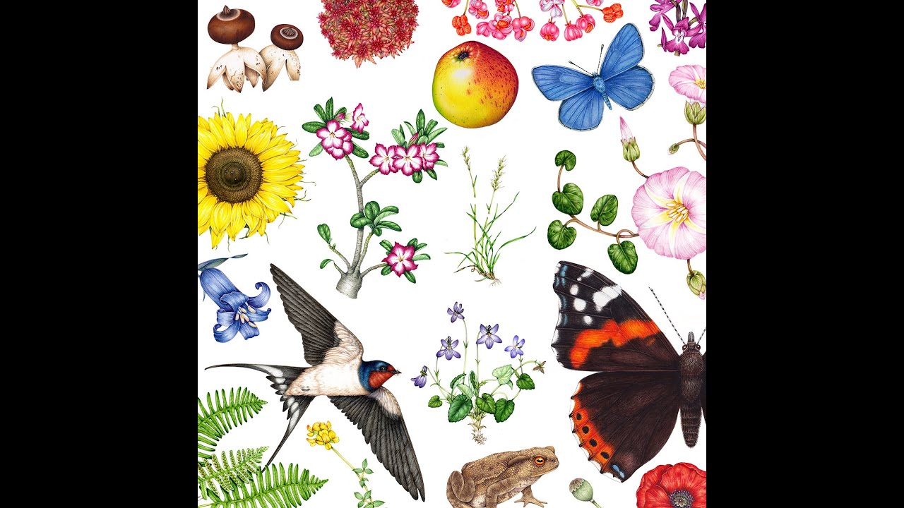 How I became a Botanical & Natural history Illustrator