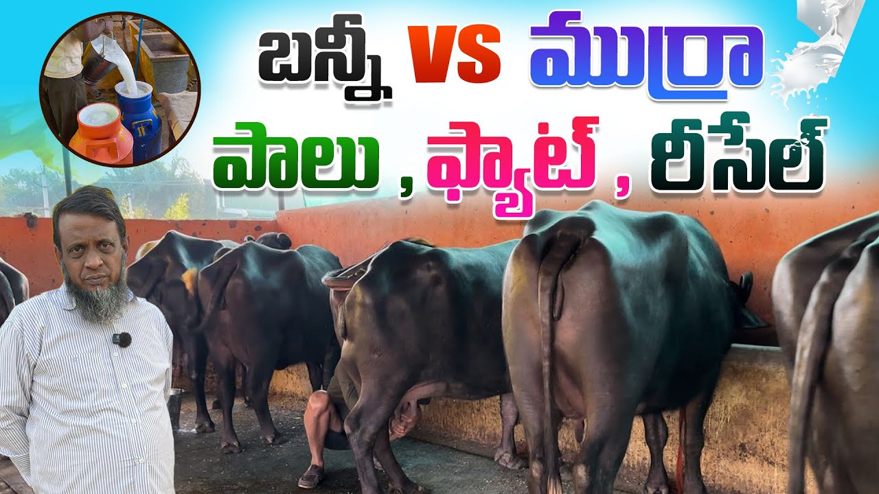  బన్నీ Vs ముర్రా పాలు , ఫ్యాట్ , రీసేల్ | Bunni Vs Murrah Buffaloes 