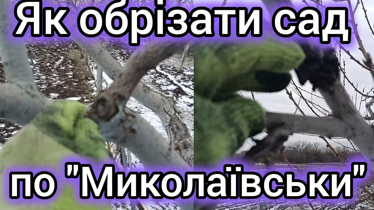 5.02.26. Обрізка саду по ''Миколаївськи'', коли і як я це роблю.🤔