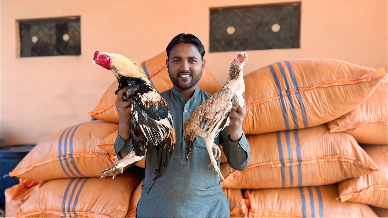 Shandaar Aseel ka jora New Entry 
