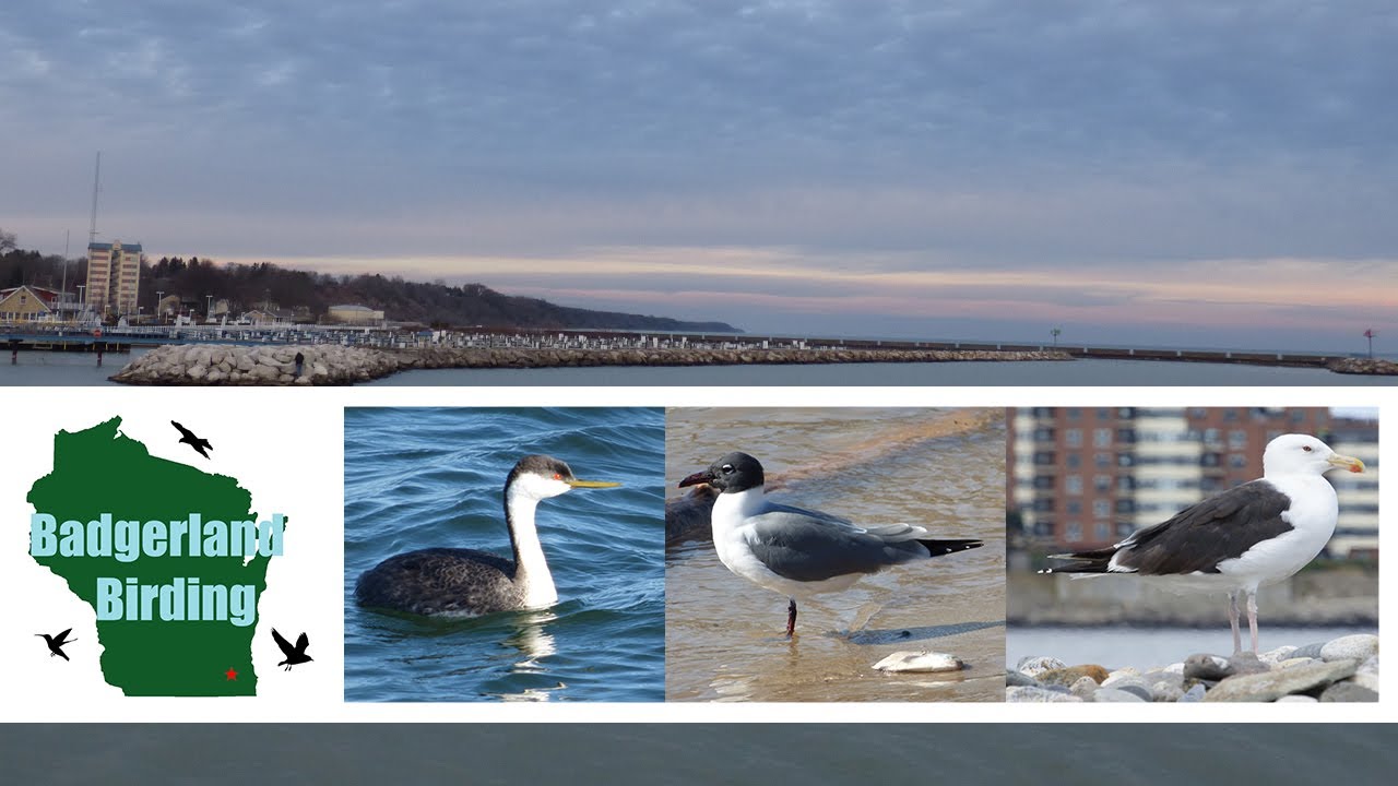 A Birder's Guide to the Port Washington Lakefront (Wisconsin)