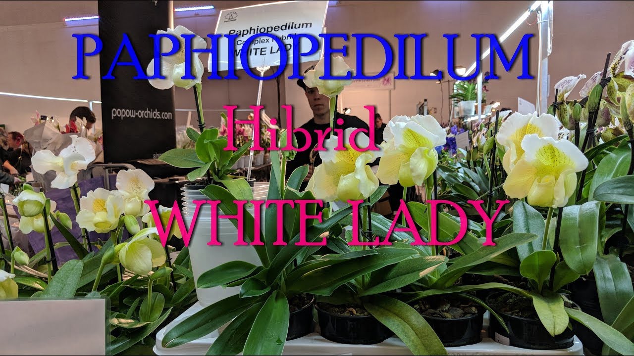 Новая орхидея с выставки в Германии.г Дрезден.WHITE LADY-Paphiopedilum Hibrid