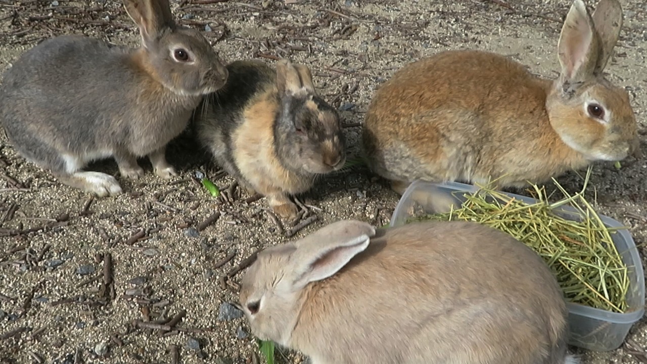 【 Rabbit Island 】豆太とその仲間達 🐰🐰
