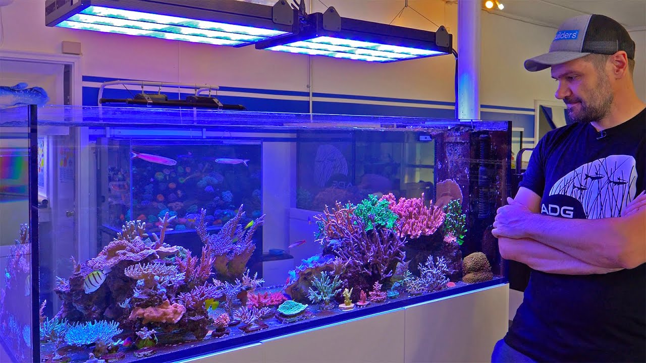 Doing the Coral Shuffle in the SPS Reef Peninsula