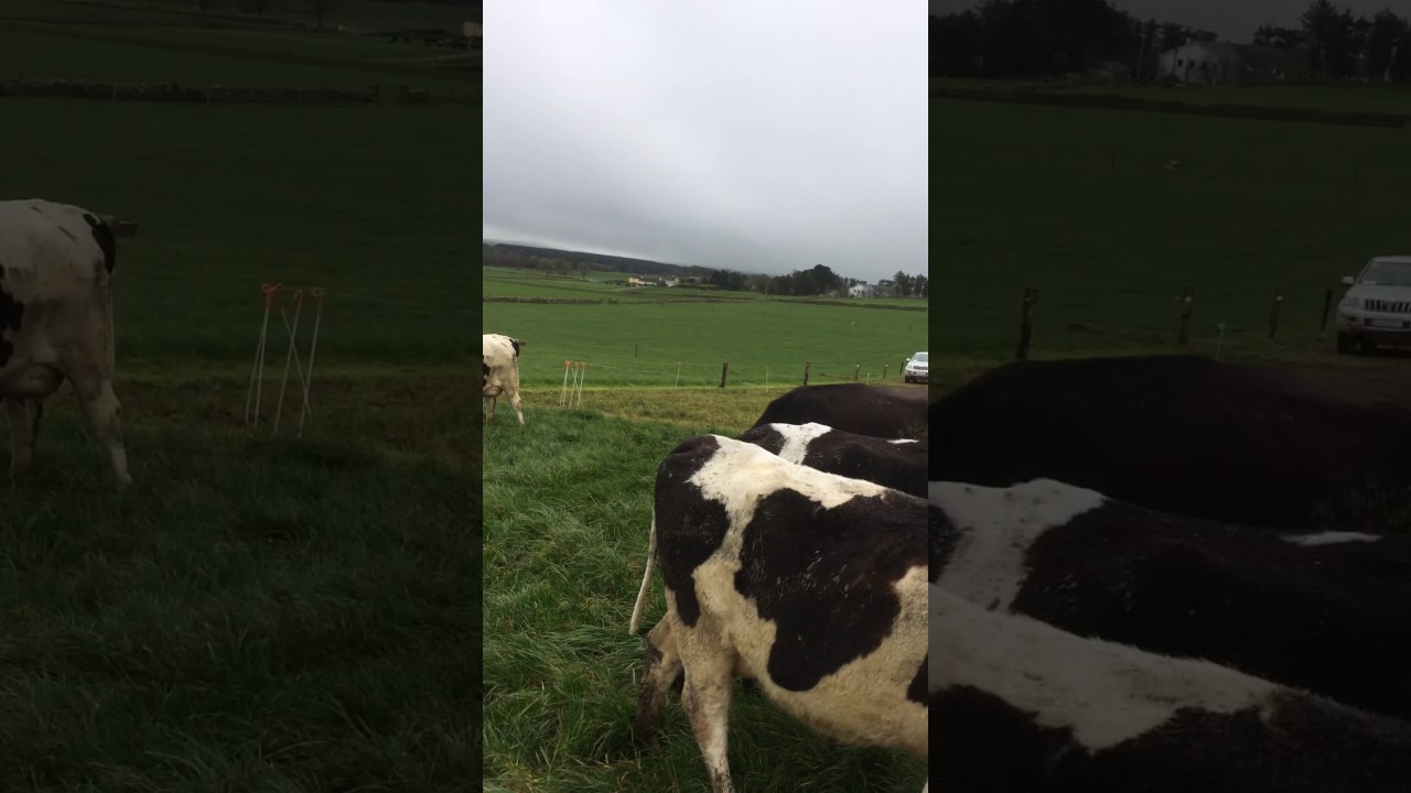 Update from Clonakilty Agricultural College