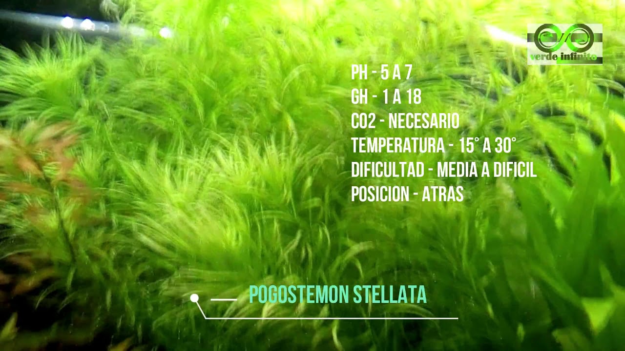 Pogostemon stellata, Cuidados.