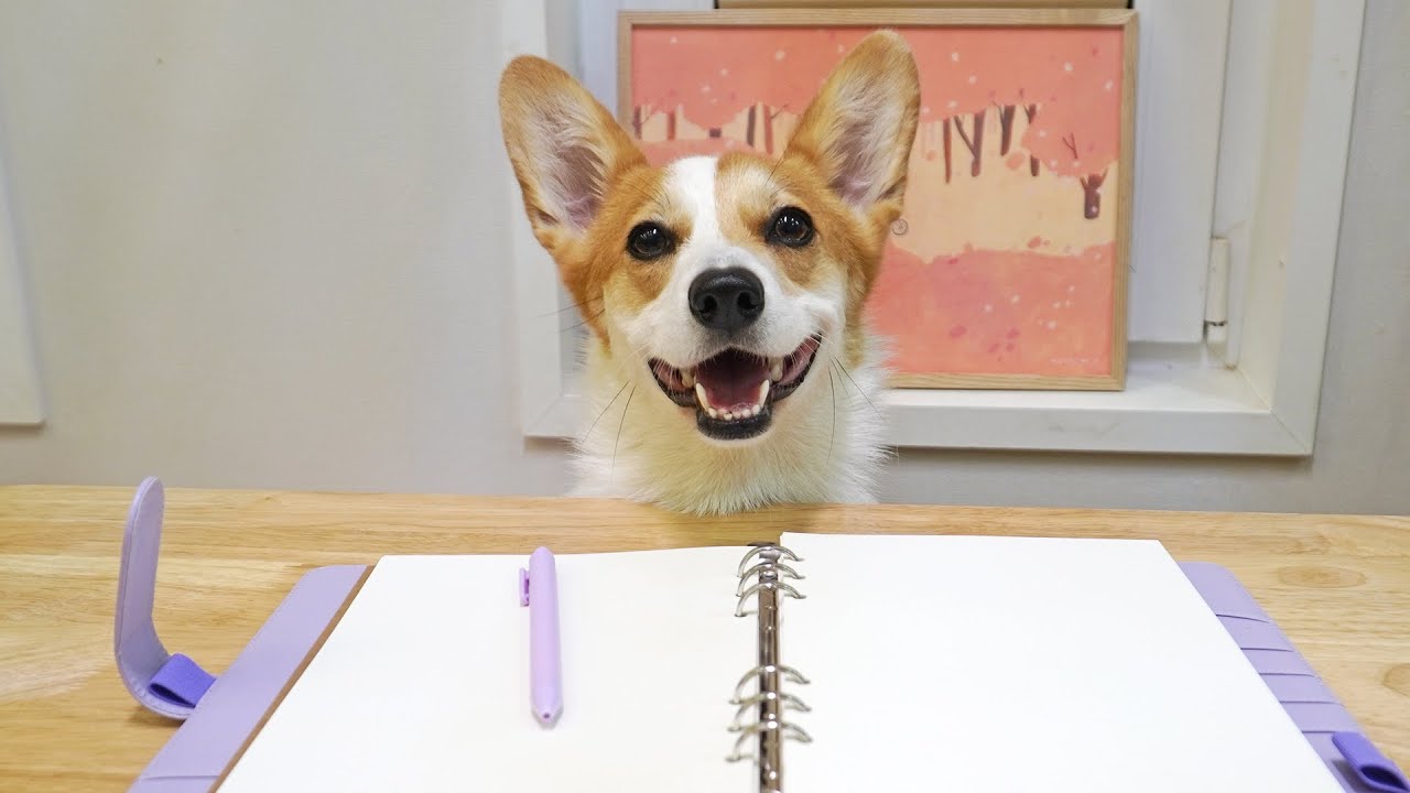 웰시코기 우주의 일기 ｜ Welsh Corgi Ujoo’s Diary