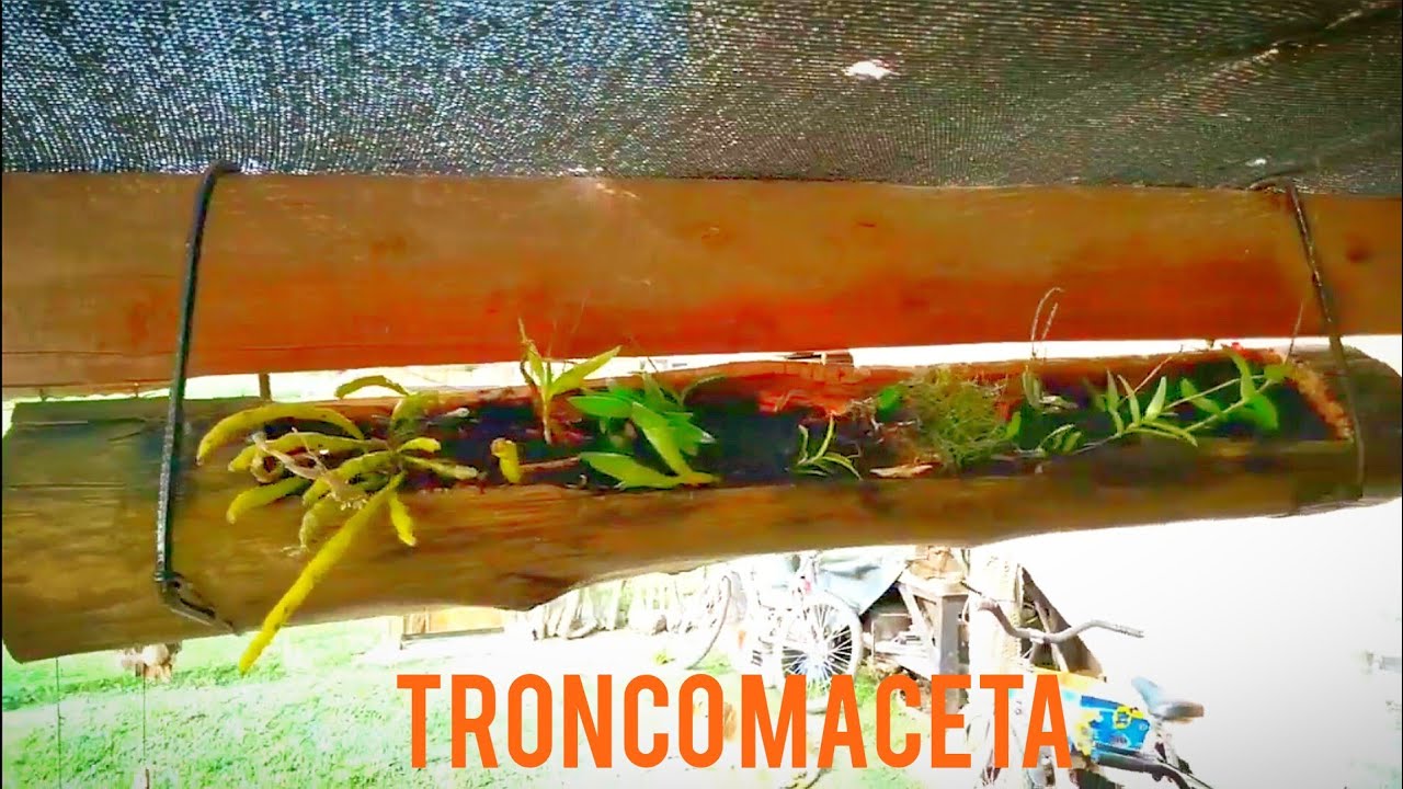 Tronco maceta/Una idea para tus Plantas!!!