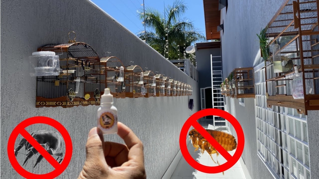 COMO ACABAR COM (ACARO DE PENAS - COCEIRAS - PIOLHOS) COLEIRO E PAPA-CAPIM