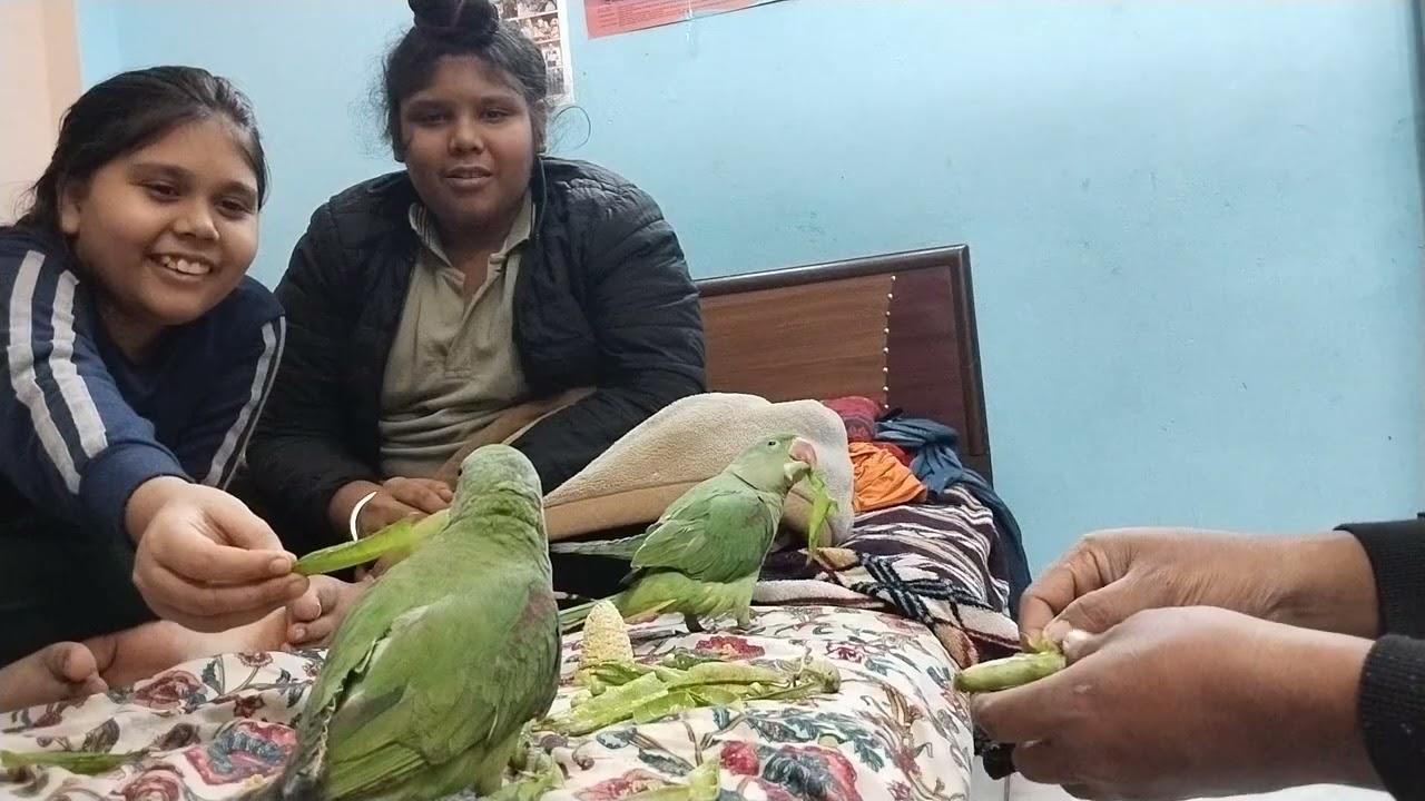 #sari matar khrab ki parrot baby ne 