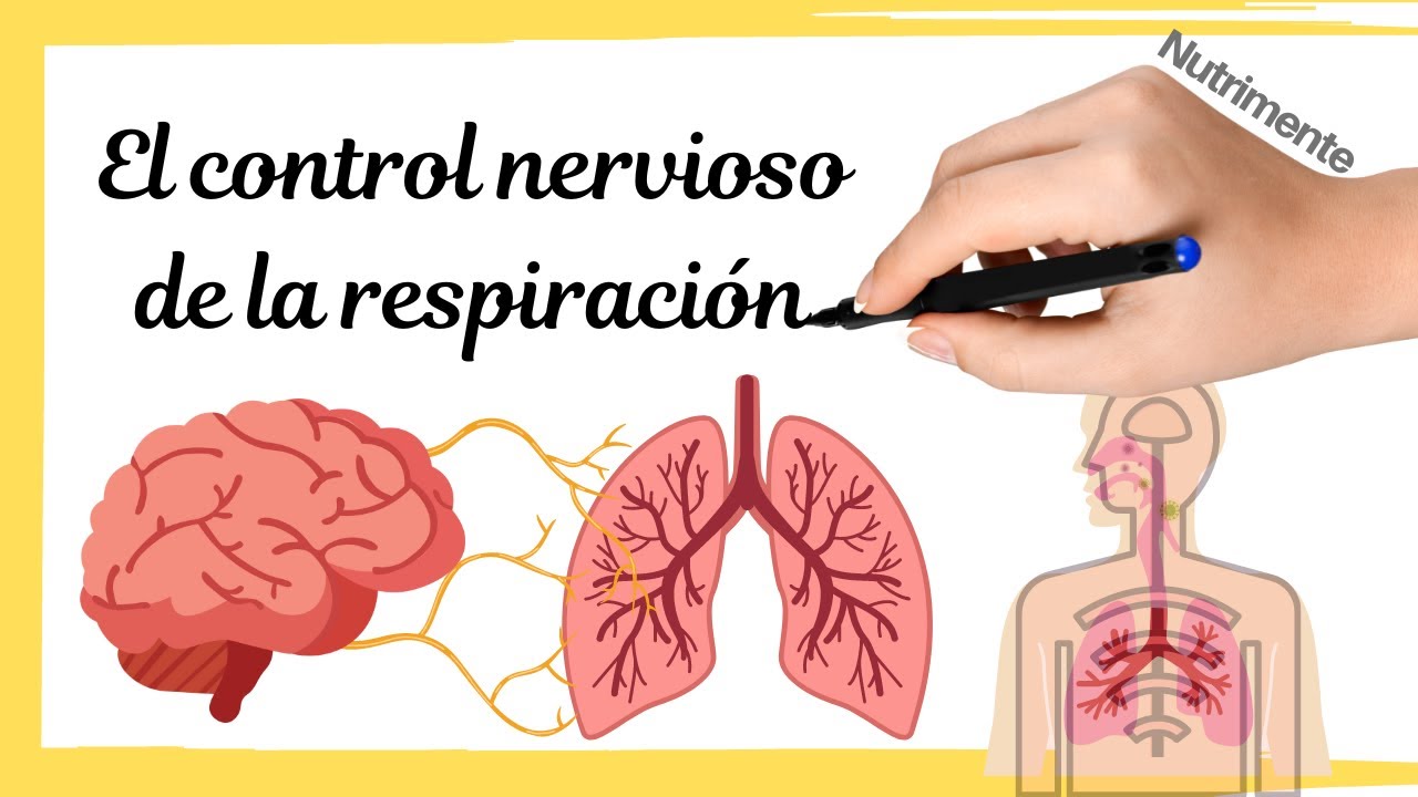 El CONTROL NERVIOSO de la RESPIRACIÓN [Sistema Respiratorio Humano]