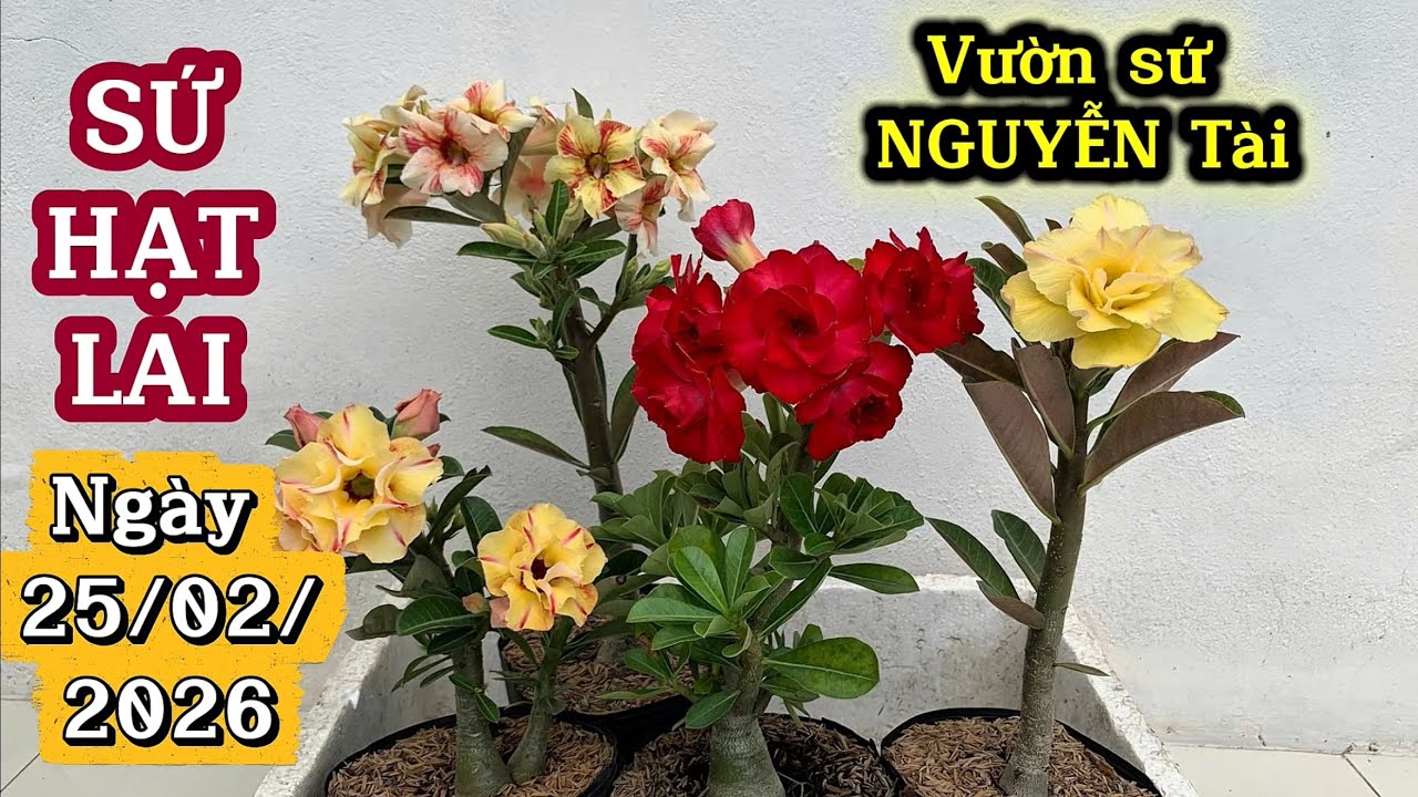 SỨ HẠT LAI ngày 25/02/2026 ADENIUM NGUYỄN TÀI 0907 5787 07 @UCTHUBonsaiCanTho 