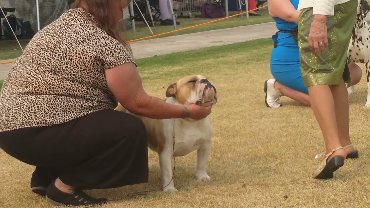 2026 Australia Day AM Show - Non Sporting Dogs