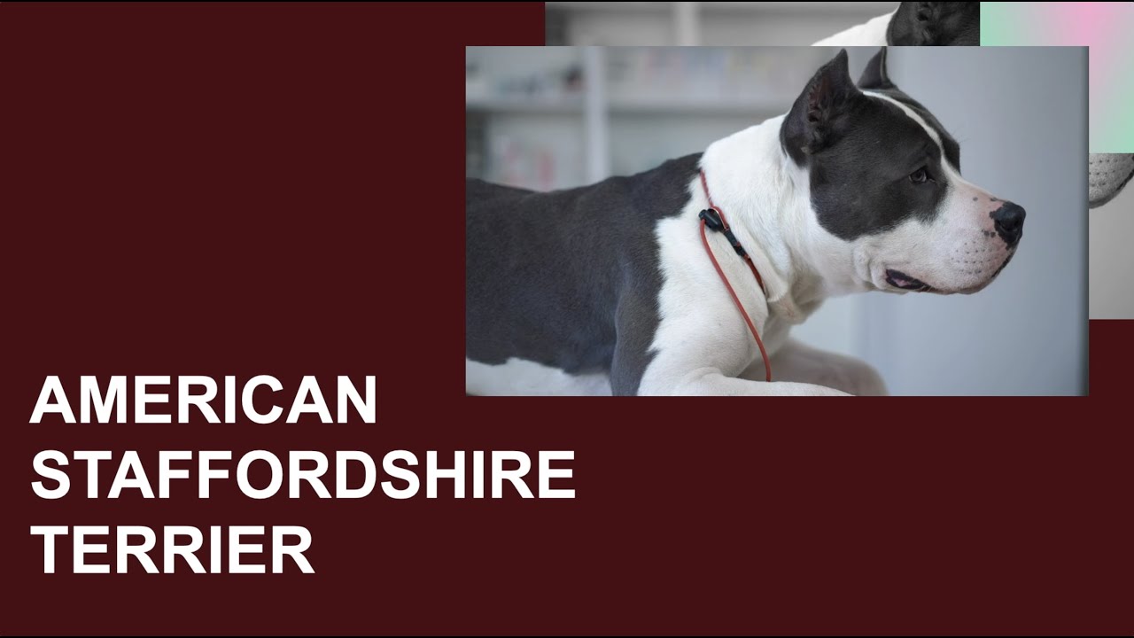 AMERICAN STAFFORDSHIRE TERRIER - Amstaff - Caratteristiche, carattere, attitudini, salute, cura