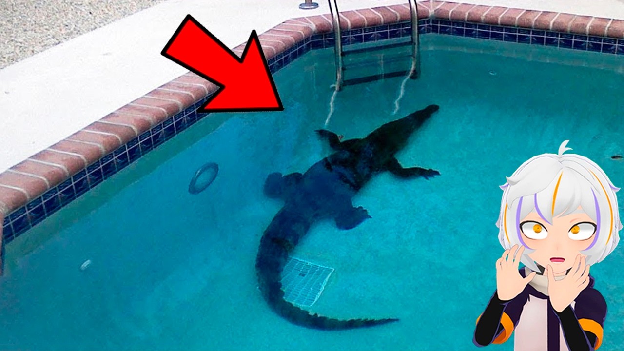 10 Cosas Extrañas Encontradas en Piscinas | ChuyMine REACCIONA a BÚHO SABIO